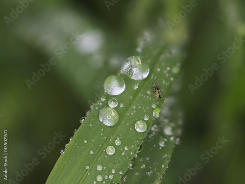 Tokyo,Japan - September 5, 2021: Raindrops on grass leaf in the morning 