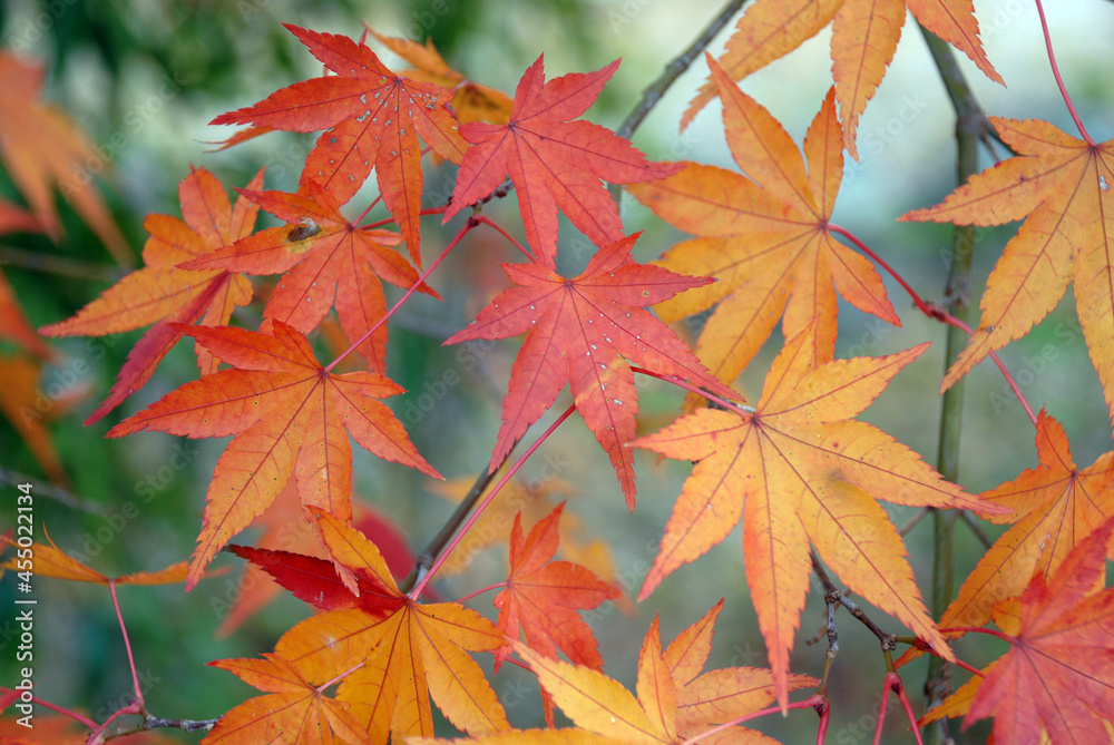 紅葉 葉模様 紅葉 葉模様