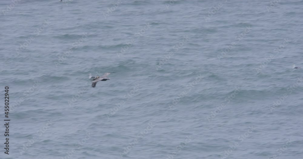 Pelican Flying over Ocean, Natural Bridges, Santa Cruz, USA Pelican Flying over Ocean, Natural Bridges, Santa Cruz, USA