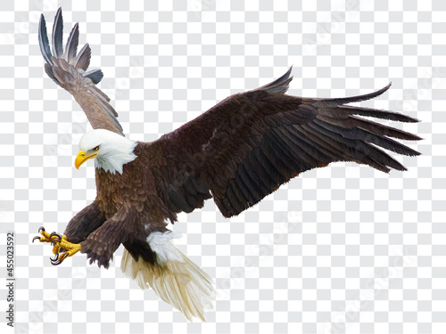 Fotografiet Bald eagle flying swoop attack hand draw and paint color on checkered background