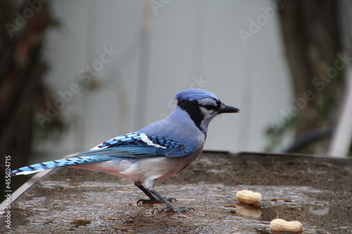 Blue Of The Blue Jay
