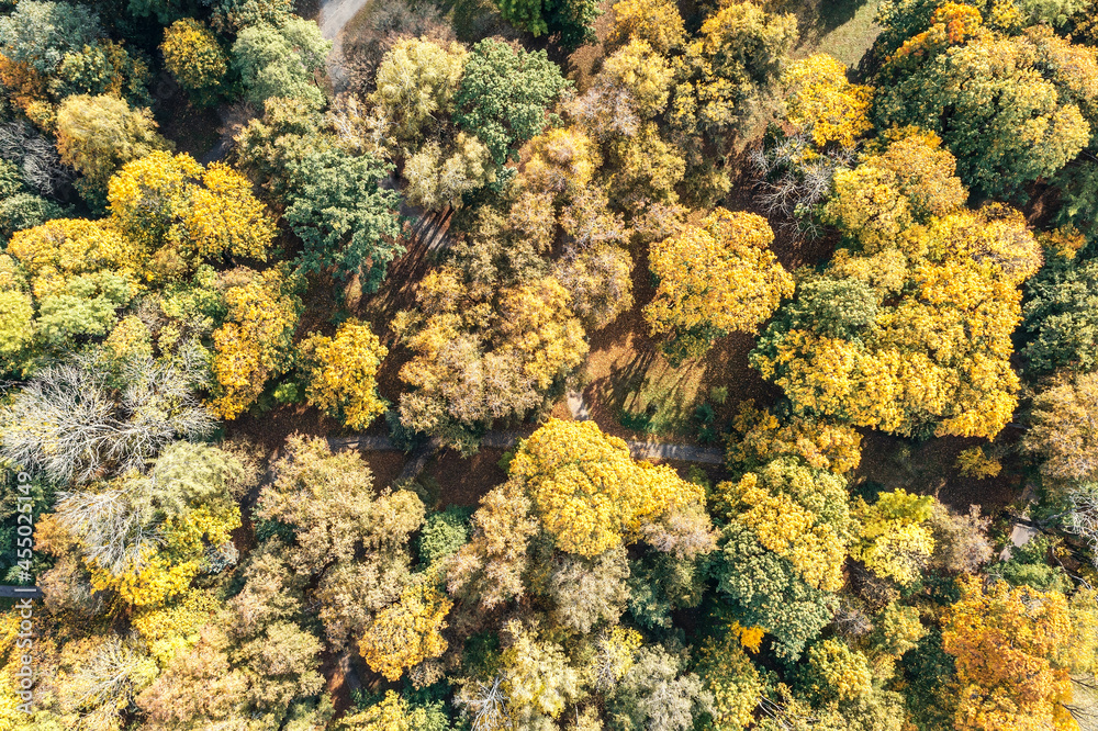 aerial drone photo looking down on colorful autumnal treetops in park at sunny day aerial drone photo looking down on colorful autumnal treetops in park at sunny day