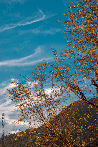 Yellow trees at a hillside with a bright blue background