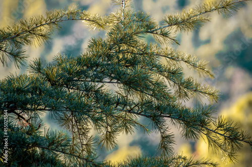 Branch of a tree in macro 