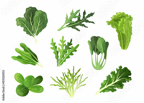 Salad leaves. Cartoon fresh spinach and kale, endive or lettuce foliage of organic vegetables. Healthy food collection of green mizuna, romaine and sorrel. Vector vegetarian ingredients set