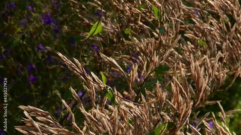 Fall meadow background with Holcus lanatus seed inflorescences fluttering in wind. Autumn nature pampas grassland Fall meadow background with Holcus lanatus seed inflorescences fluttering in wind. Autumn nature pampas grassland
