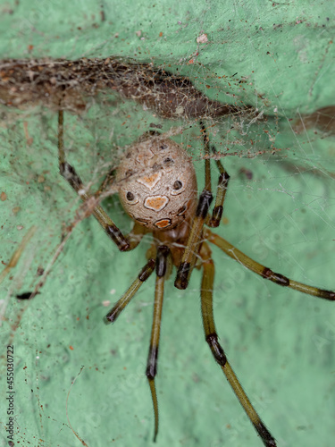 Female Adult Brown Widow