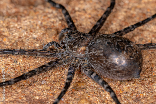 Female Adult Trechaleid Spider photo