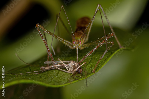 Adult Assassin Bug photo