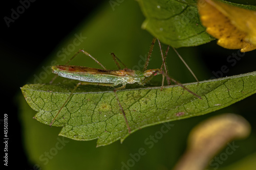 Adult Assassin Bug photo