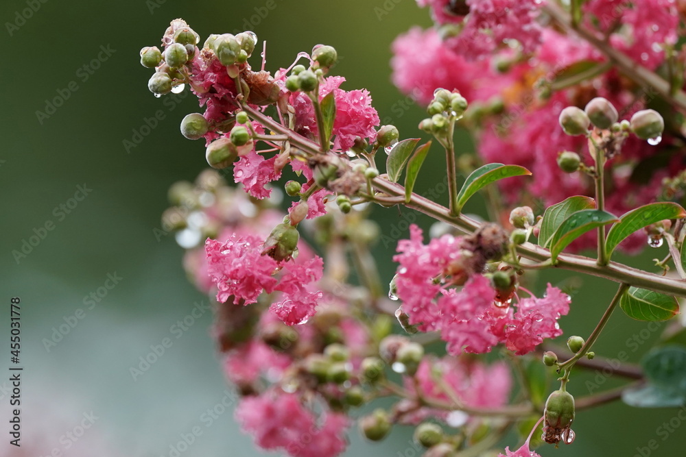 crape myrtle flower in the rain
