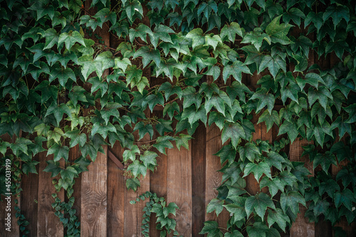Green ivy leaves on wooden fence background