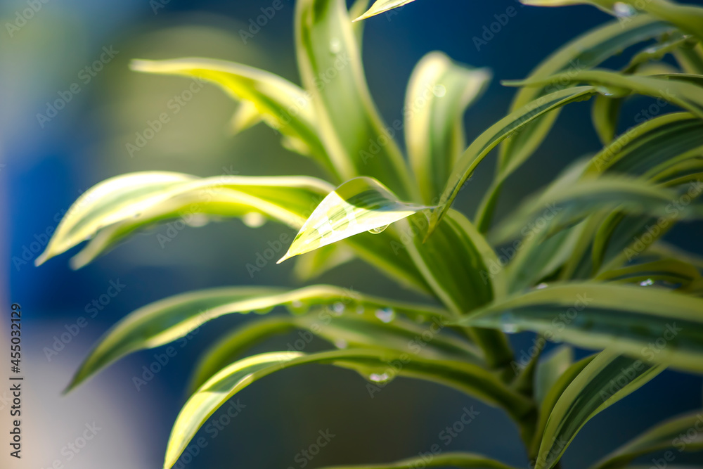 Fototapeta premium The Aglaonema plant known as Chinese evergreen