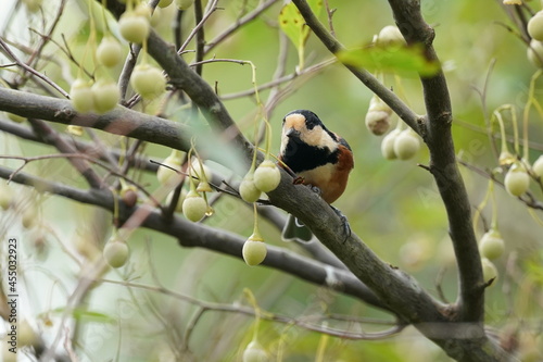 varied tit on the branch