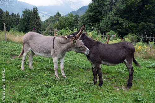 Foto Close-up of two donkeys in a mountain field