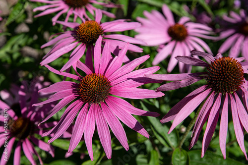 Close-up of a purple rudbeckia flower