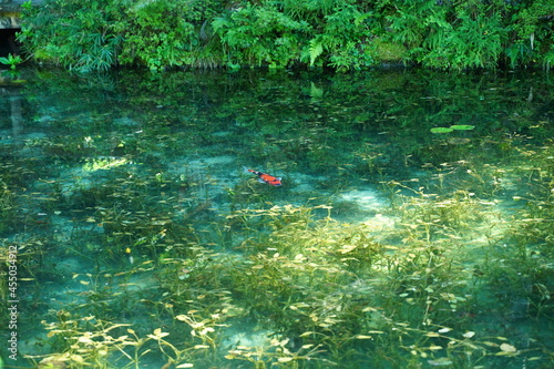 Beautiful pond with colorful carps in Gifu Japan.  photo