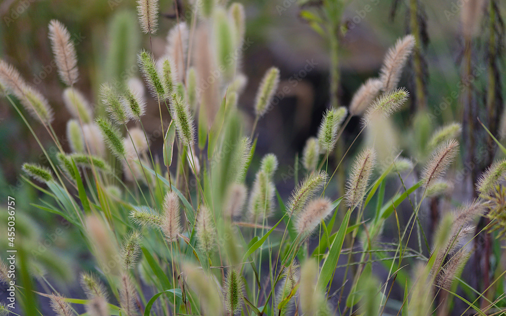 wild grass in the field wild grass in the field