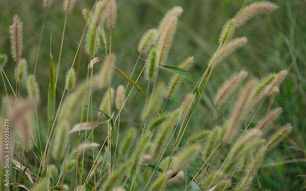 Fototapeta premium grass in the wind