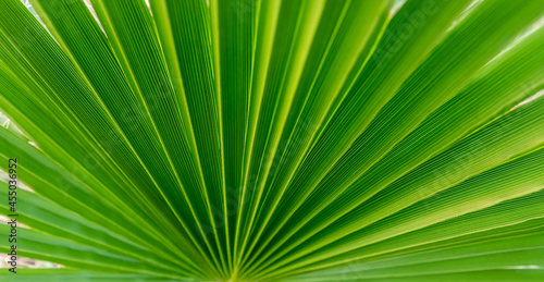 Green palm leaf close-up. The texture of the sheet. A homemade palm tree. Symmetrical rays radiating radially from the center of the sheet.