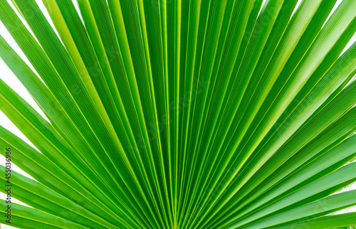 Green palm leaf close-up. The texture of the sheet. A homemade palm tree. Symmetrical rays radiating radially from the center of the sheet. © yuritabolin