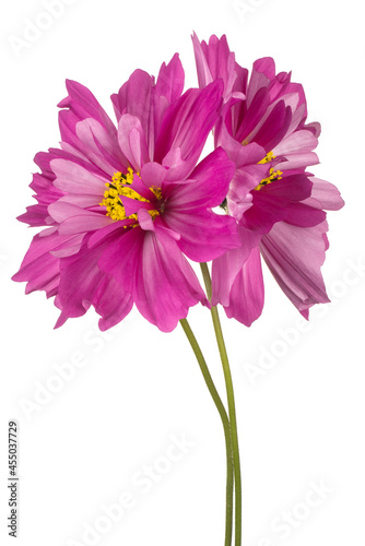 cosmos flower isolated