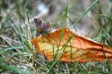 a butterfly on a dry autumn leaf