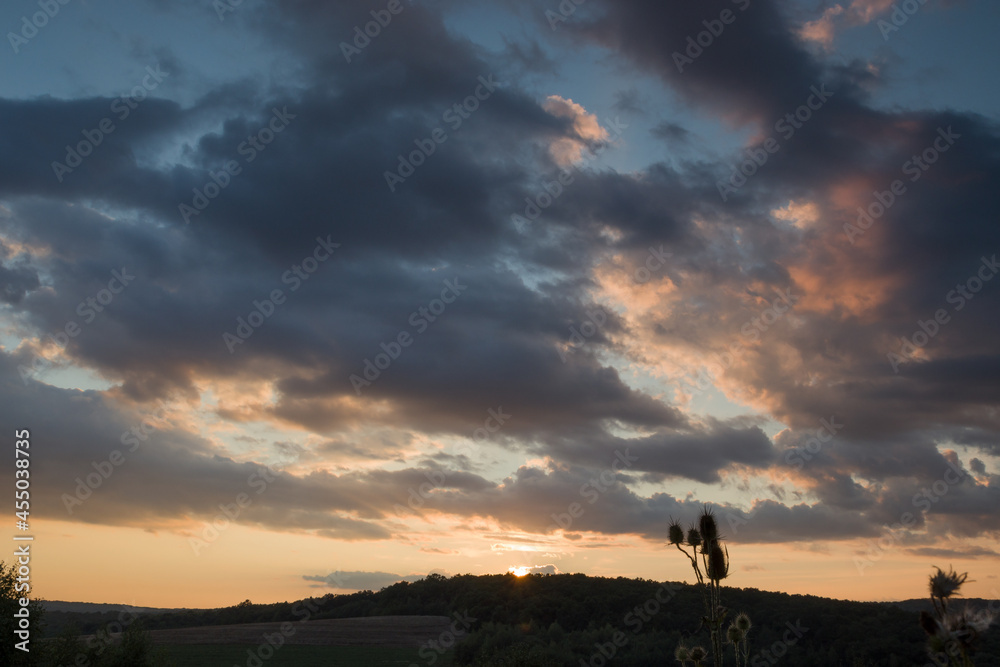 field, summer, warm, evening, flowers, nature, sky, clouds