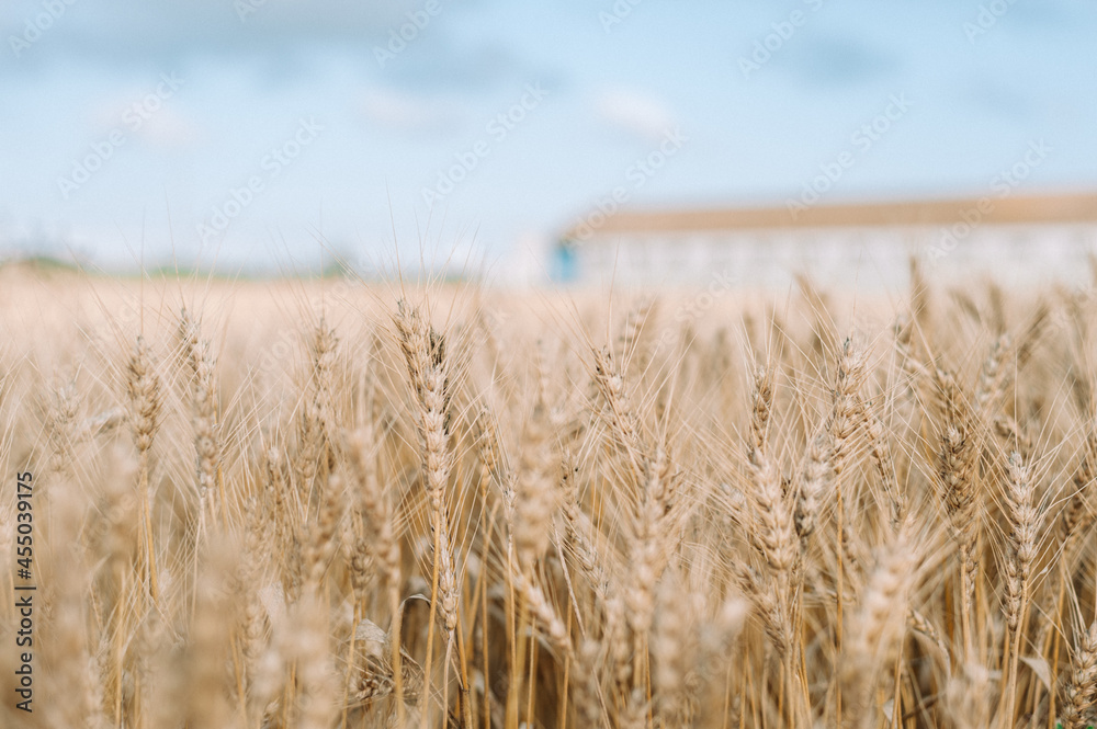 golden wheat field and blue sky