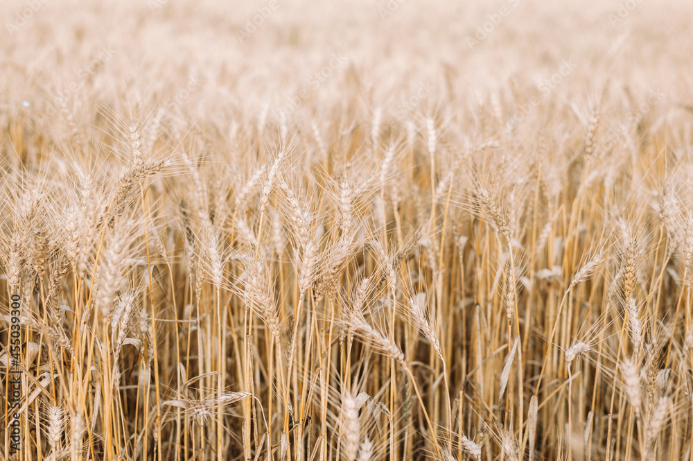 golden wheat field and blue sky golden wheat field and blue sky
