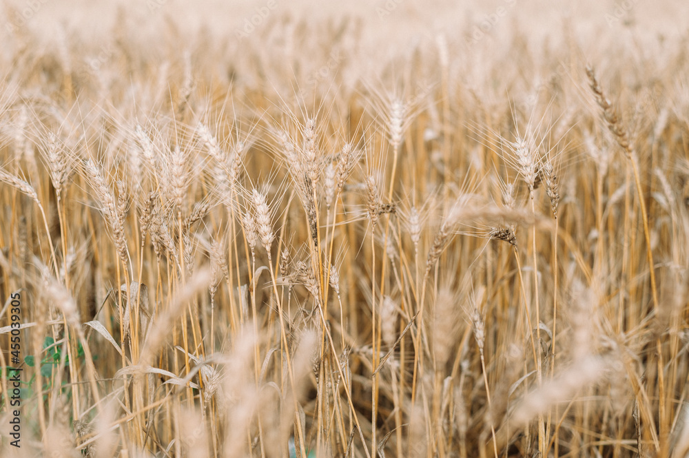 Fototapeta premium golden wheat field and blue sky