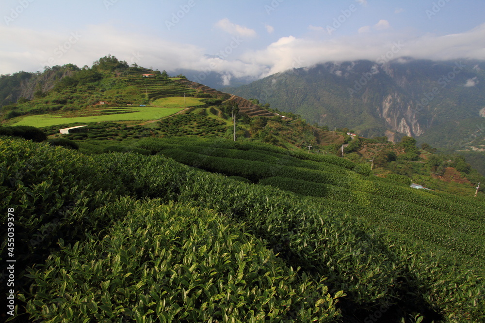 Obraz premium Tea plantation surrounded by mountains and clouds in Taiwan