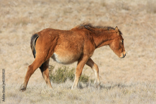 foal and mare © Michael