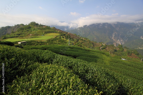 Tea plantation surrounded by mountains and clouds in Taiwan