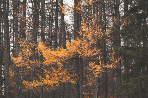 Forest with larch trees in autumn season,