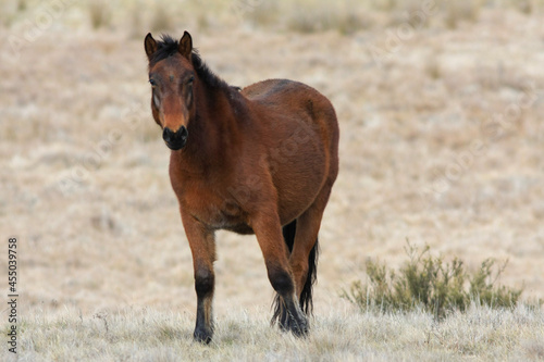 Wallpaper Mural horse in the field Torontodigital.ca