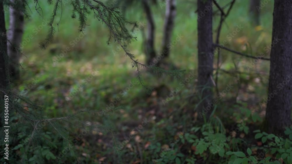 Forest tundra summer autumn wilderness Forest tundra summer autumn wilderness
