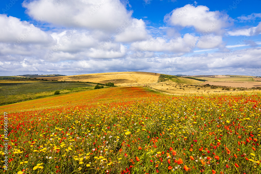 Poppies and wild flowers in August on the south downs near Lancing West Sussex, south east England