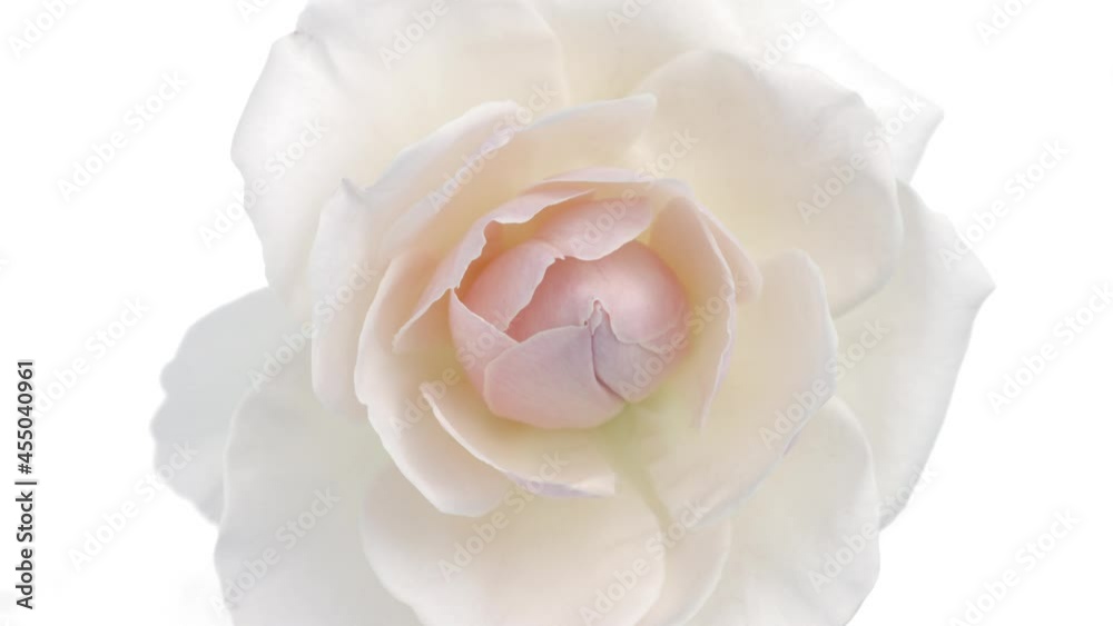 Beautiful opening pink rose on white background. Petals of Blooming pink rose flower open, time lapse, close-up. Holiday, love, birthday design backdrop. Bud closeup. Macro. 4K UHD video timelapse. 