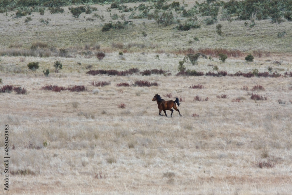 herd of horses herd of horses