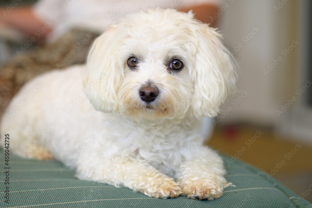 Adorable little white Havanese dog Stock Photo Adobe Stock