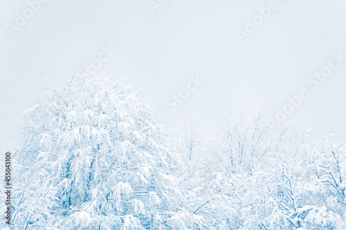 Snow-covered trees in winter forest in misty day. Beautiful winter nature background
