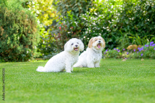 Two adorable little white dogs sitting on green grass