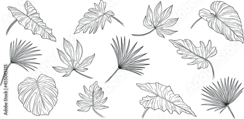 Leaves isolated on white. Tropical leaves. Hand drawn vector illustration