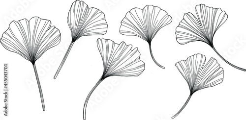 Ginkgo leaves isolated on white. Hand drawn vector illustration.
