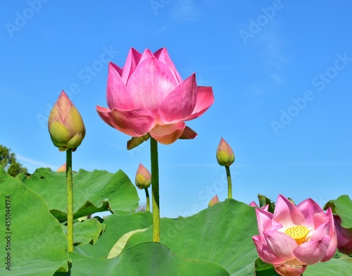 pink lotus flower blue sky background