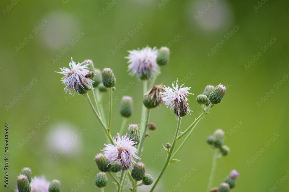 Multiple creeping thistle in bloom closeup view with selective focus on foreground