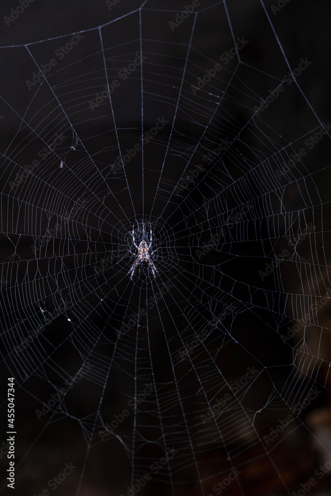 spider on web spider on web