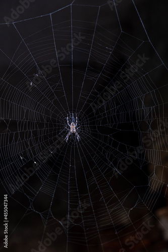 spider on web © Petr