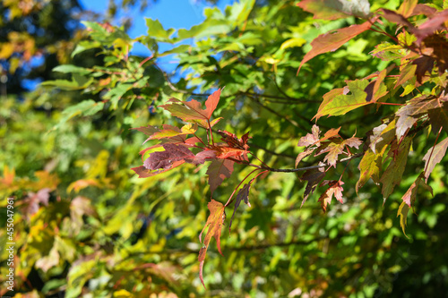Die ersten Blätter haben sich verfärbt, Herbststimmung